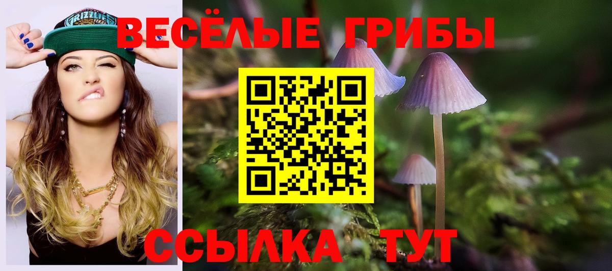 Псилоцибиновые грибы Psilocybine cubensis Камышин